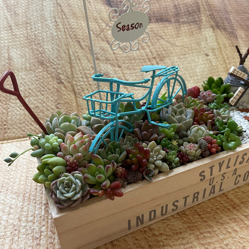 受注制作自転車とお庭箱庭風多肉植物寄せ植え 多肉植物 まぁちゃん