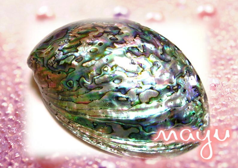 大きなサイズ★溢れ出る虹が眩しい！★最高ランクのアバロンシェル★ニュージーランド産パウア貝