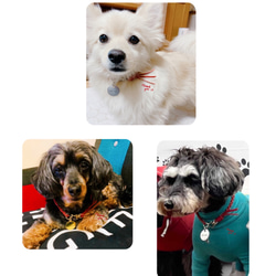 【再販】⭐︎赤の願い星⭐︎ ネームタグ付き星金具のレッドカラー犬用本革チョーカー　（迷子札→アルミor真鍮選択） 10枚目の画像