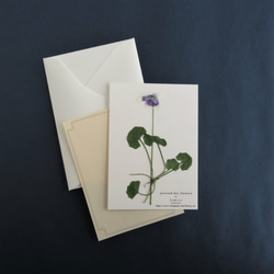 【送料無料】押し花のカード(ツタスミレ） 3枚目の画像