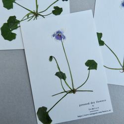 【送料無料】押し花のカード(ツタスミレ） 4枚目の画像