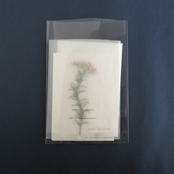 【送料無料】押し花のカード(ツタスミレ） 6枚目の画像