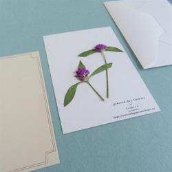 【送料無料】押し花のカード(千日紅） 3枚目の画像
