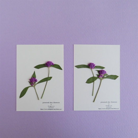 【送料無料】押し花のカード(千日紅） 5枚目の画像