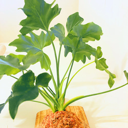 『観葉植物(セローム)のお洒落な木目調の板付け』⭐︎初売りフェア⭐︎ 2枚目の画像