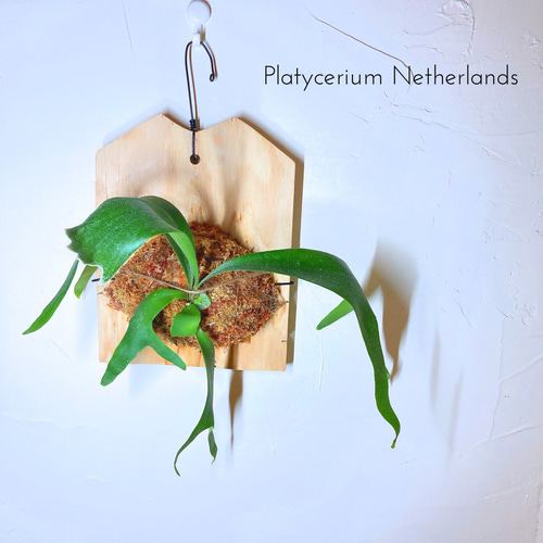 ビカクシダ コウモリラン ビフルカツム ネザーランド 板付けBIG size