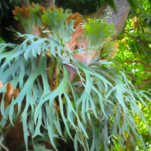 ビカクシダ コウモリラン ビフルカツム ネザーランド 板付けBIG size