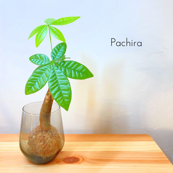 『観葉植物(パキラ)のミニ苔玉』⭐︎初売りフェア⭐︎ マネーツリー♪運気UP 1枚目の画像