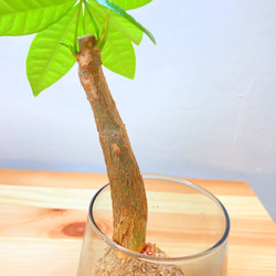 『観葉植物(パキラ)のミニ苔玉』⭐︎初売りフェア⭐︎ マネーツリー♪運気UP 3枚目の画像