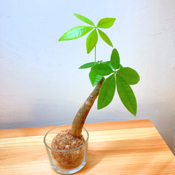 『観葉植物(パキラ)のミニ苔玉』⭐︎初売りフェア⭐︎ マネーツリー♪運気UP 4枚目の画像
