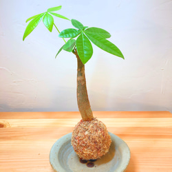 『観葉植物(パキラ)のミニ苔玉』⭐︎初売りフェア⭐︎ マネーツリー♪運気UP 5枚目の画像