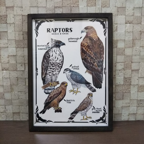 A4サイズポスター｢猛禽類図鑑｣ イラスト nami 通販 12568479