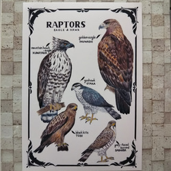 A4サイズポスター｢猛禽類図鑑｣ 2枚目の画像