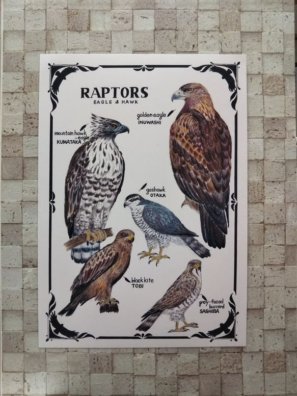 A4サイズポスター｢猛禽類図鑑｣ 2枚目の画像