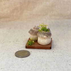 北欧の小さな家セットS〜プリザーブドフラワーの貝殻オブジェ 6枚目の画像