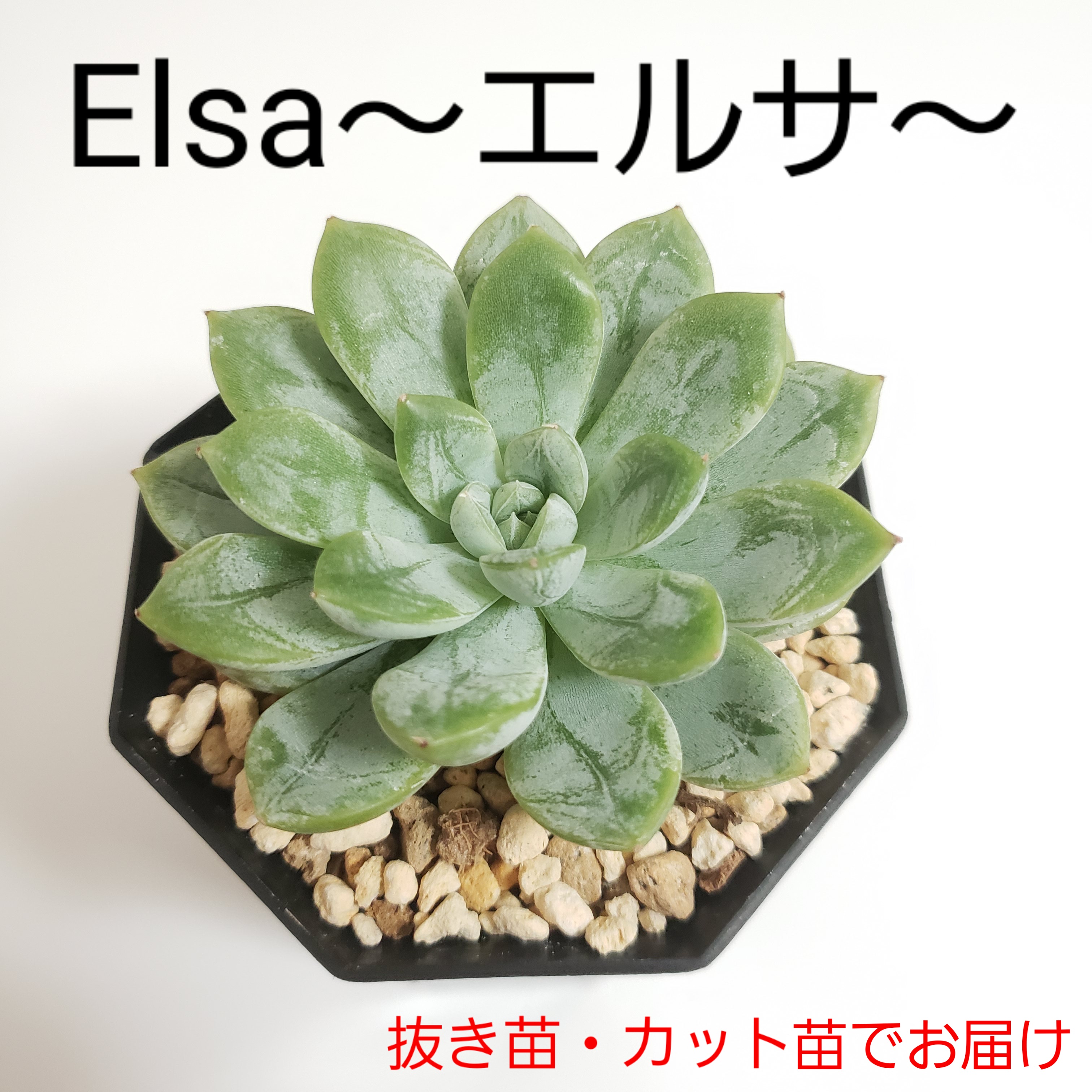 ◇Elsa/エルサ◇ 韓国苗 エケベリア 多肉植物 多肉植物 mimo succulent 