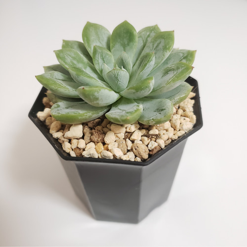 ◇Elsa/エルサ◇ 韓国苗 エケベリア 多肉植物 多肉植物 mimo succulent 