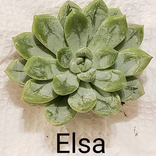 ◇Elsa/エルサ◇ 韓国苗 エケベリア 多肉植物 多肉植物 mimo succulent