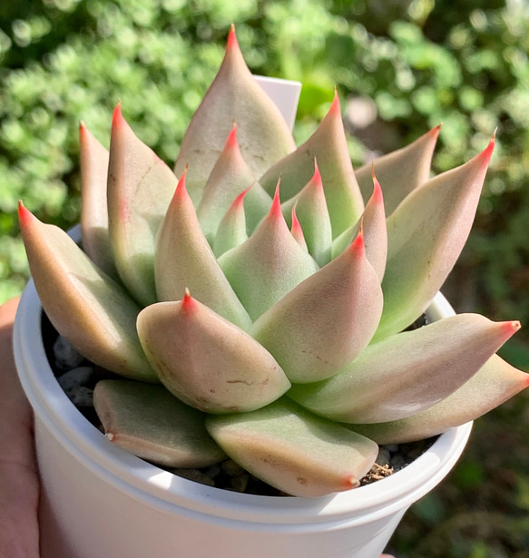 多肉植物エケベリア優木園アガボイデス×トバレンシス抜き苗