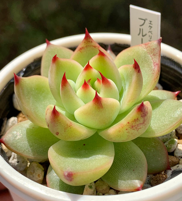 超レア品種！☆エケベリア属 ブルードラゴン 多肉植物 自家栽培