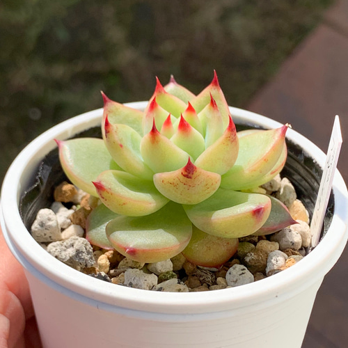 超レア品種！☆エケベリア属 ブルードラゴン 多肉植物 自家栽培 国産