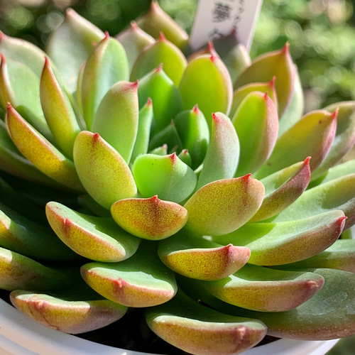 出産祝いなども豊富 530桃染華 ミックスベリア おらいさん 微根 4cmポット 多肉植物 エケベリア・セダム