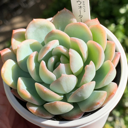 多肉・王姫ウォーターリリー錦・スペシャル斑・抜き苗 ウォーターリリー 多肉植物