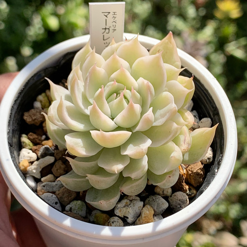 多肉植物　高級種　マクライジング錦　カット 855現物 多肉植物 ヌダ錦 | Pay ID