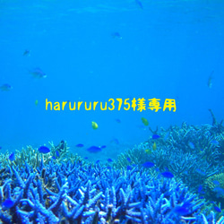 harururu375様専用 1枚目の画像