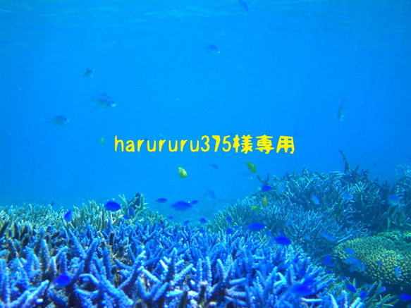 harururu375様専用 1枚目の画像