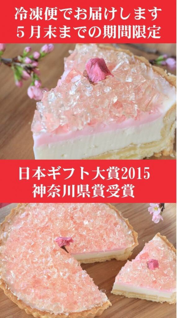 5月7～19日のお届け受付終了です「桜のレアチーズタルト」桜・春・母の日・パーティー 3枚目の画像