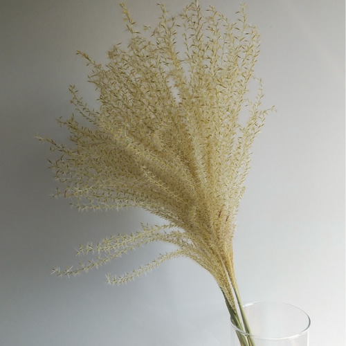 ススキのドライフラワー ドライフラワー nyao-mery 通販 12630157