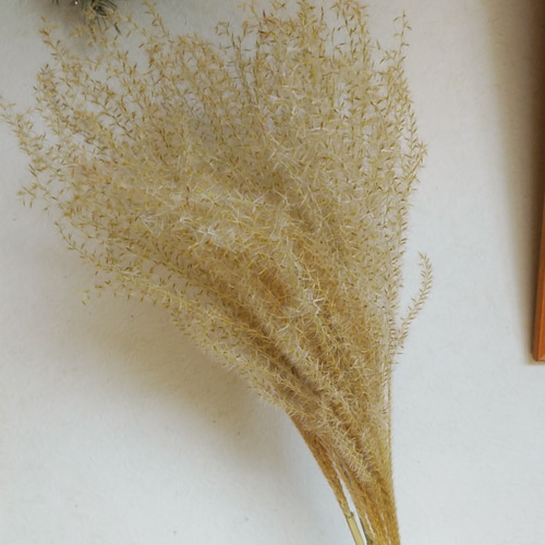 ススキのドライフラワー ドライフラワー nyao-mery 通販 12630157