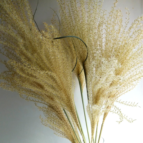 Sale　c  ススキドライフラワー　オギ　ヨシ ドライフラワー】 すすき ( ススキ )/ 北海道産ドライフラワー