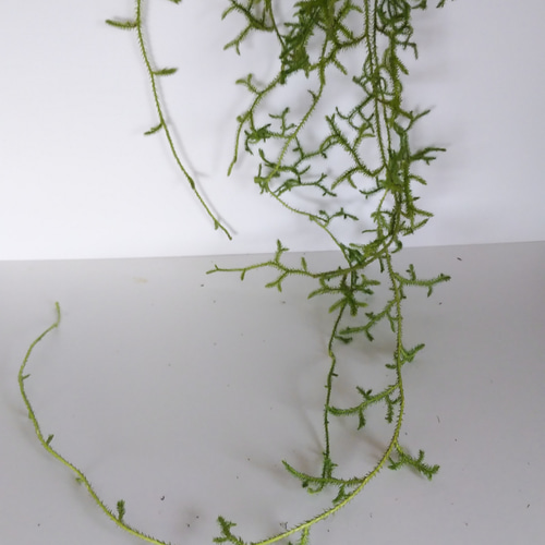 ヒカゲノカズラ（ﾄﾞﾗｲﾌﾗﾜｰ） ドライフラワー nyao-mery 通販 12730772