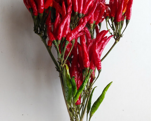 ドライフラワー トウガラシ タカノツメ タカノツメ（ドライ） | 新・花