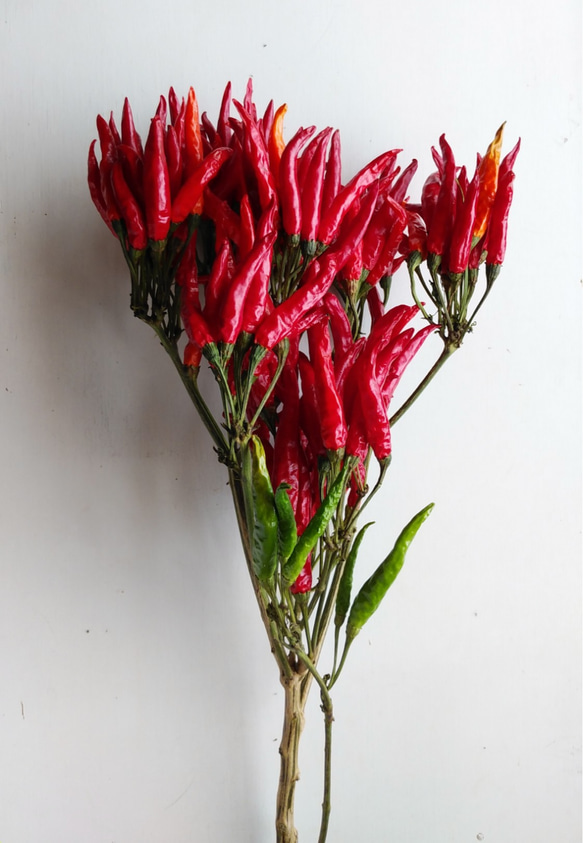 トウガラシのドライフラワー ドライフラワー nyao-mery 通販 12773643