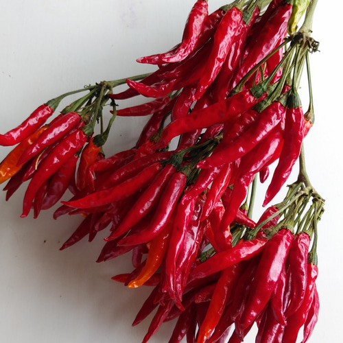 ドライフラワー トウガラシ タカノツメ タカノツメ（ドライ） | 新・花