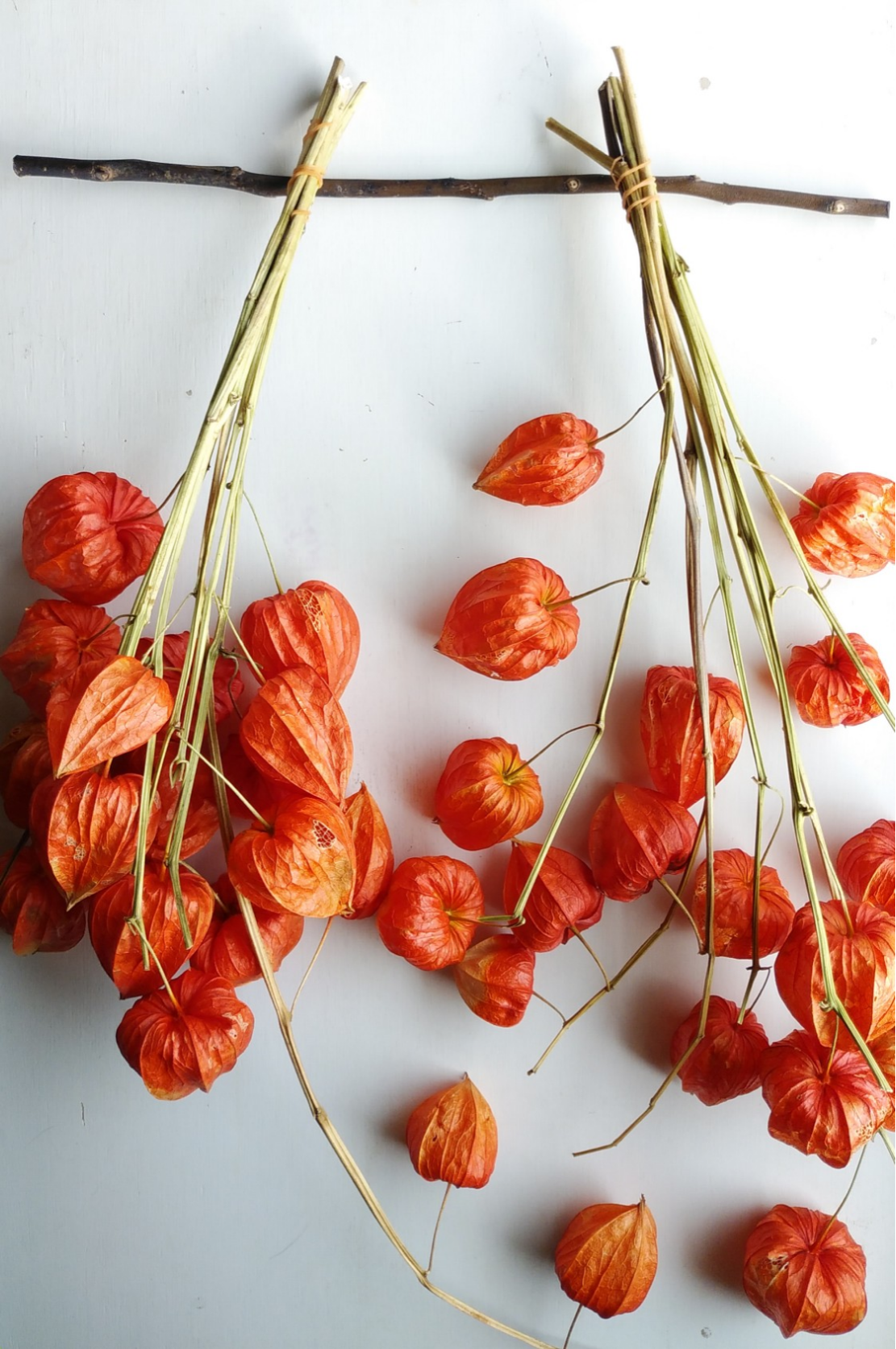 ほおずき ドライほおずき 透かしほおずき 網ほおずき