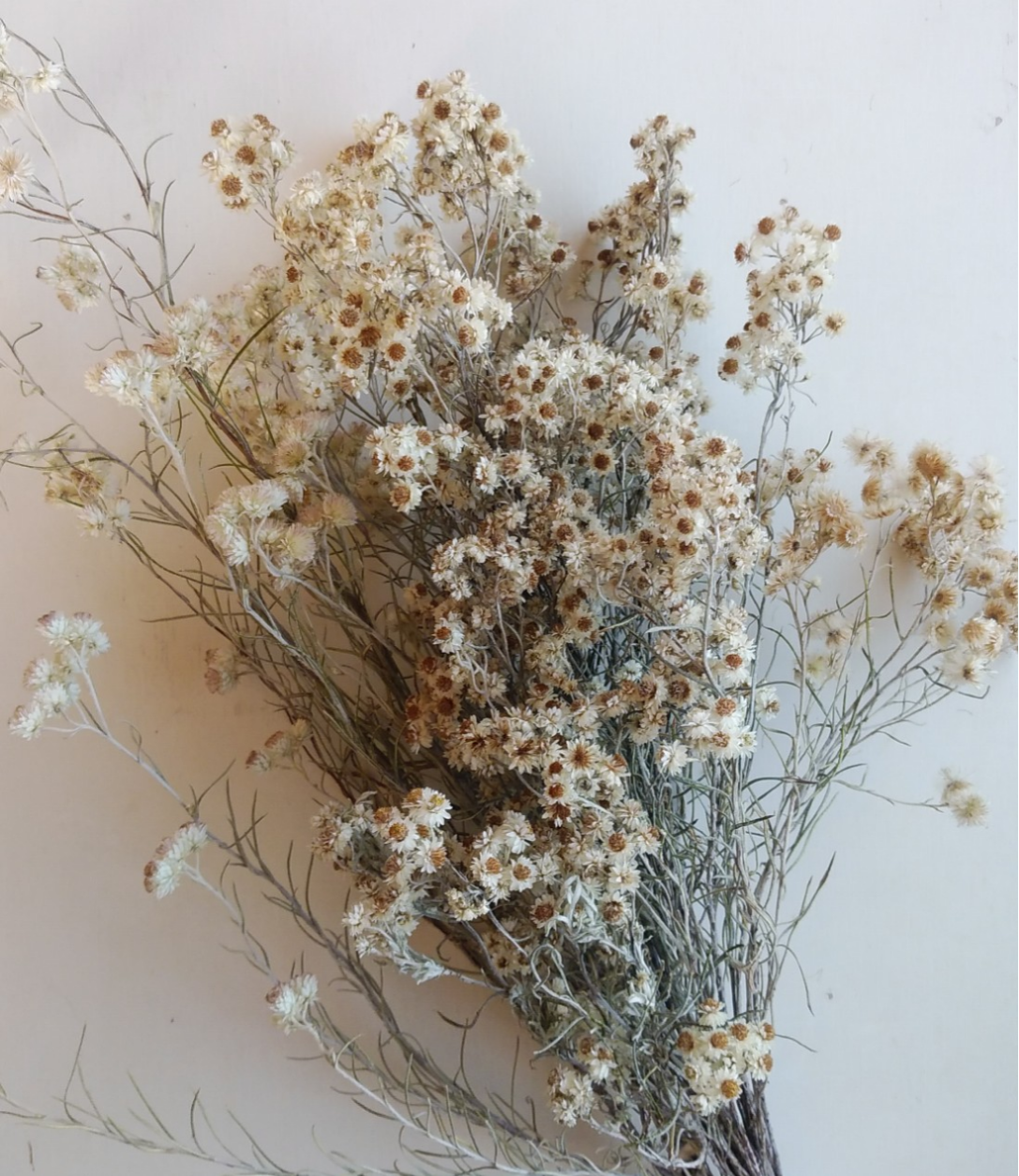 カワラハハコ　花かんざし　ドライフラワー カワラハハコのドライフラワー ドライフラワー nyao-mery 通販