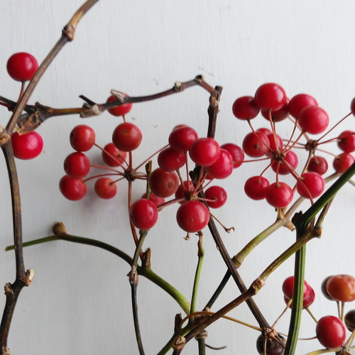 サンキライのドライフラワー（ｽﾜｯｸﾞ） スワッグ nyao-mery 通販