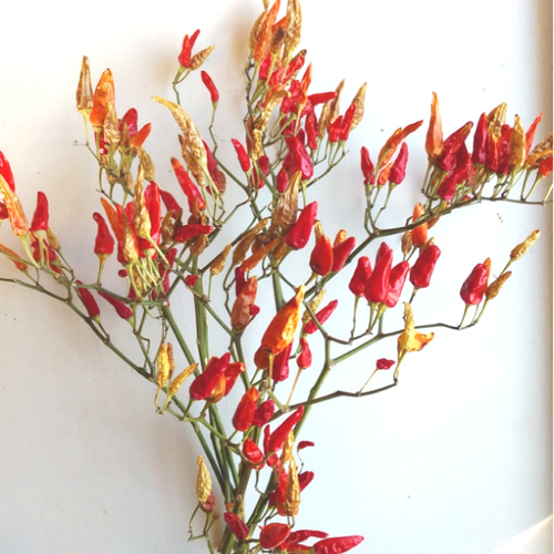 五色トウガラシのドライフラワー ドライフラワー nyao-mery 通販