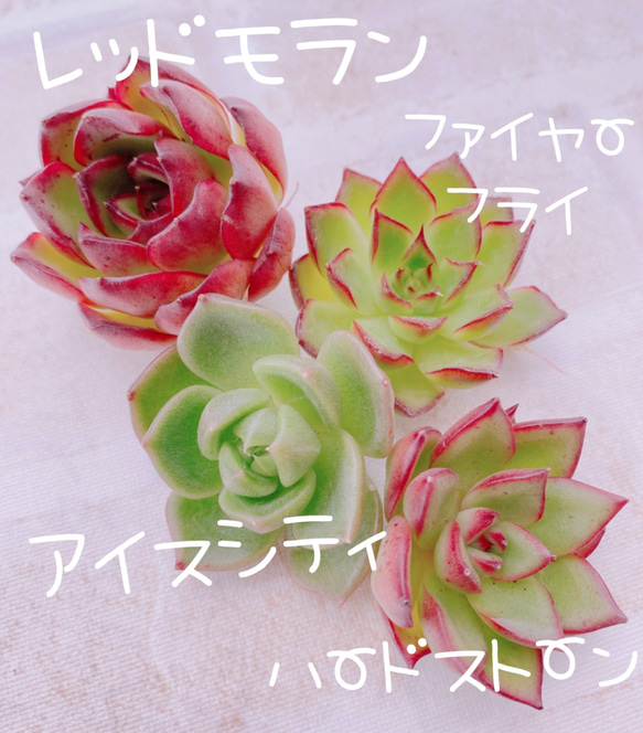 送料無料♡♡《2》多肉植物 エケベリア 韓国苗 レッドモランの