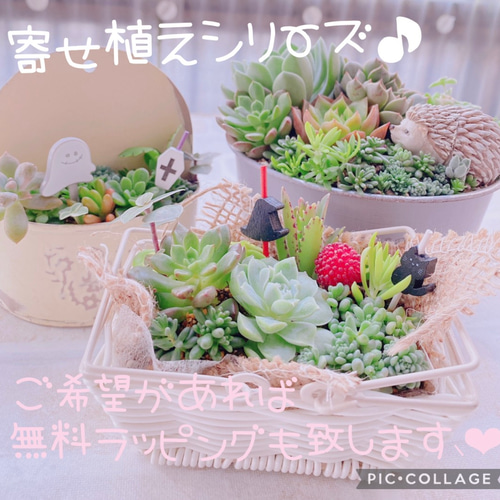 多肉植物 寄せ植え（夢かわいいver.） 【公式通販】