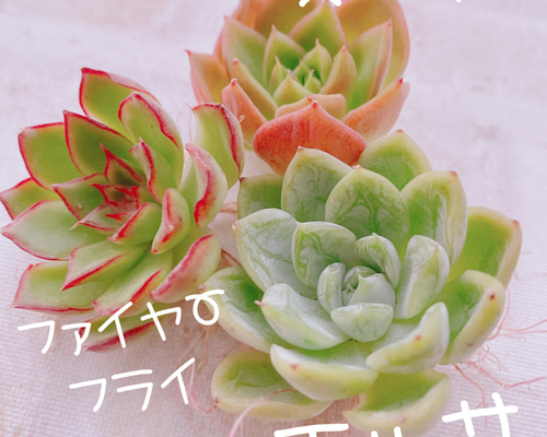 人気！韓国苗☆フライバード 人気！韓国苗☆フライバード 【公式通販】