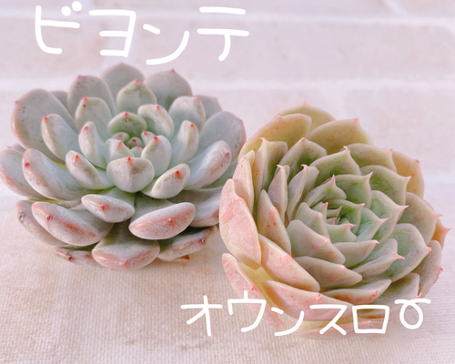 多肉植物 オウンスロー③ 抜き苗　韓国苗　エケベリア 多肉植物 ♡ オウンスロー ♡ 抜き苗 - メルカリ