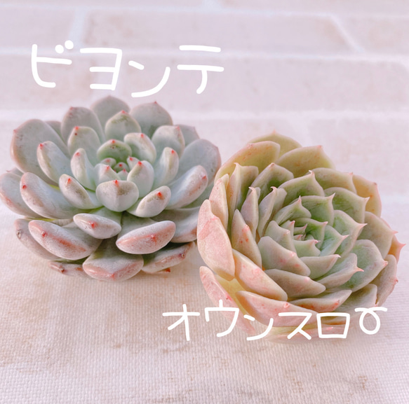 送料無料♡♡ 多肉植物 エケベリア 韓国苗 ビヨンテ オウン