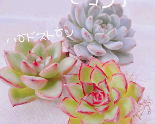 人気！韓国苗☆フライバード 【公式通販】