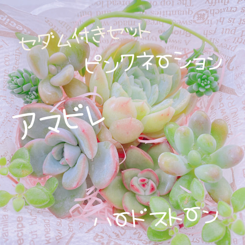 送料無料♡♡多肉植物 エケベリア 韓国苗Sセット 寄せ植えにも