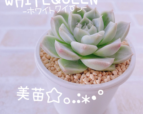 送料無料♡♡ 《2》多肉植物 エケベリア 韓国苗 ホワイトクイーン 美苗